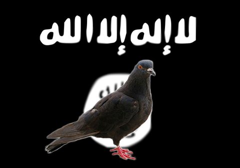 ISIS Pigeons